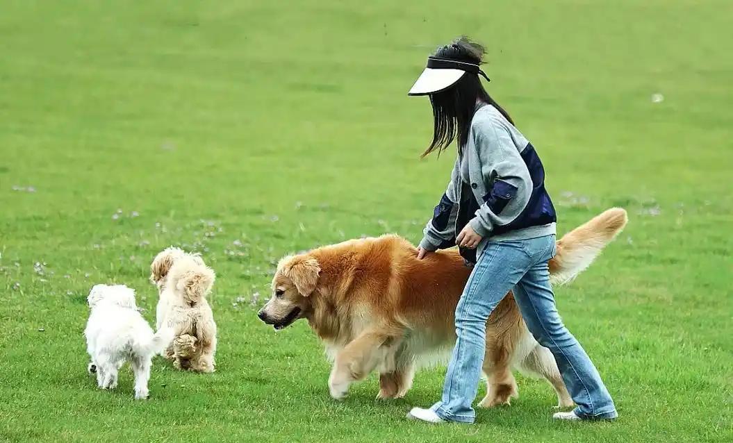 新规亮剑！明年起严管不文明养犬
近日，国家出台的治安处罚法规明确，自明年起，对遛