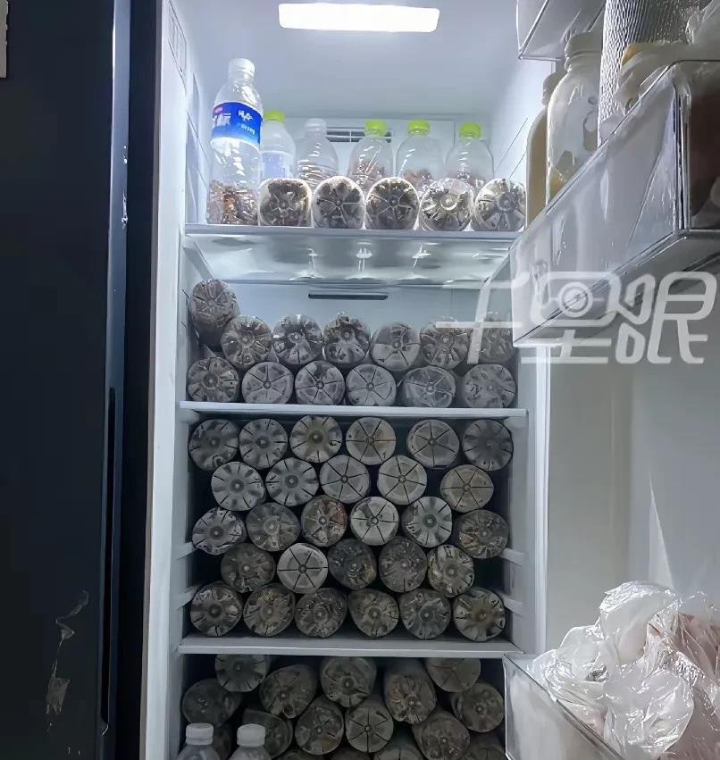 满满的都是知了！