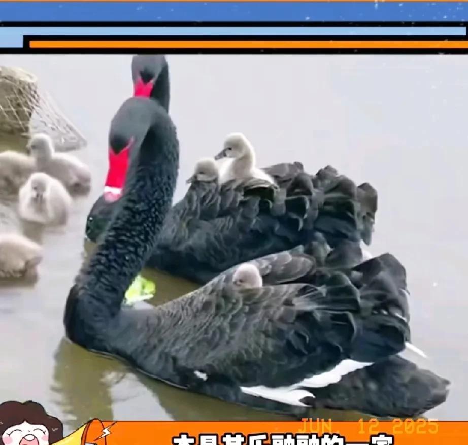 武汉经开区公园的这只雄性天鹅，再次证明了“出轨只有零次和无数次”的真理。


