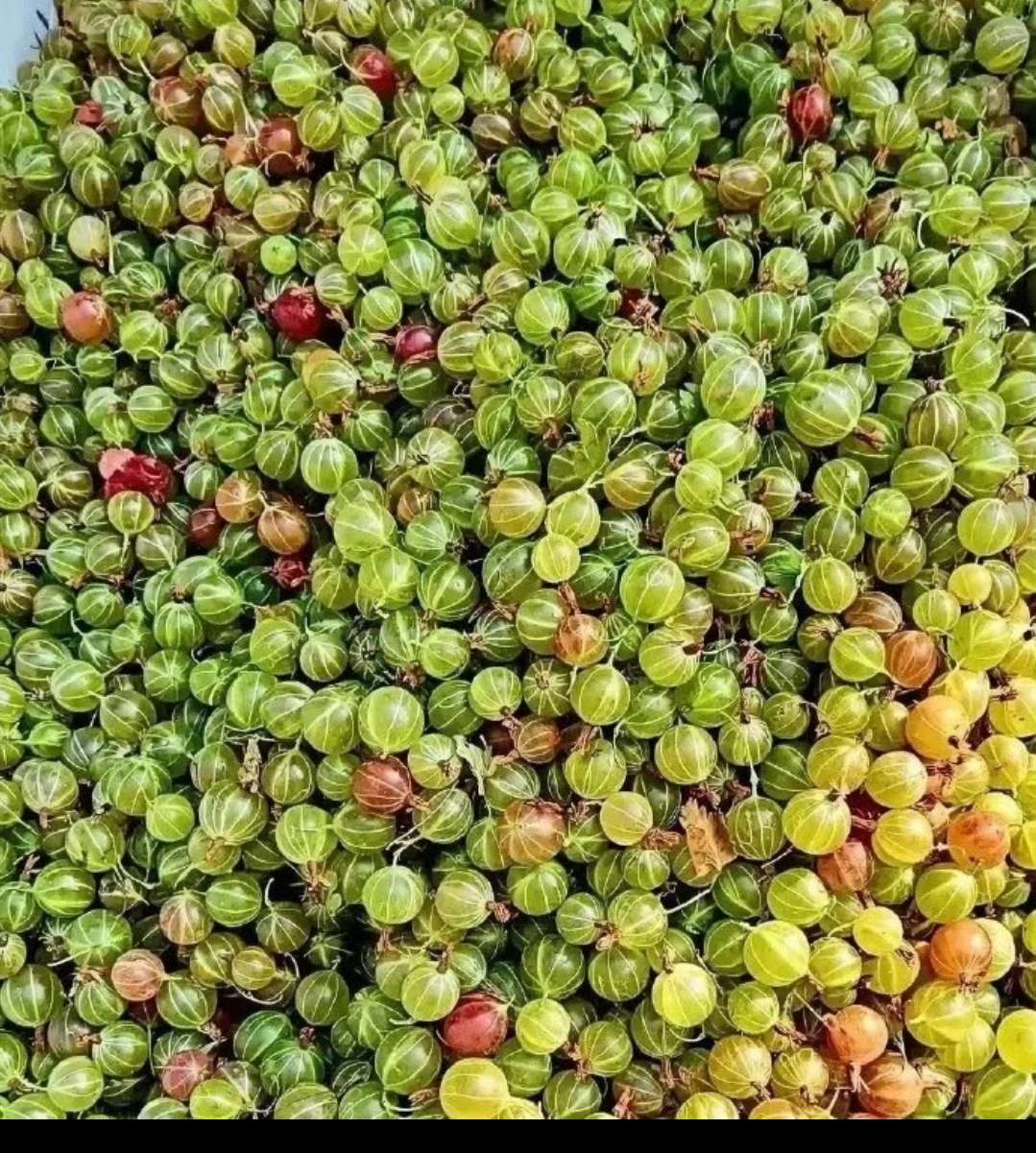 只有东北才有的水果 知道叫啥名不