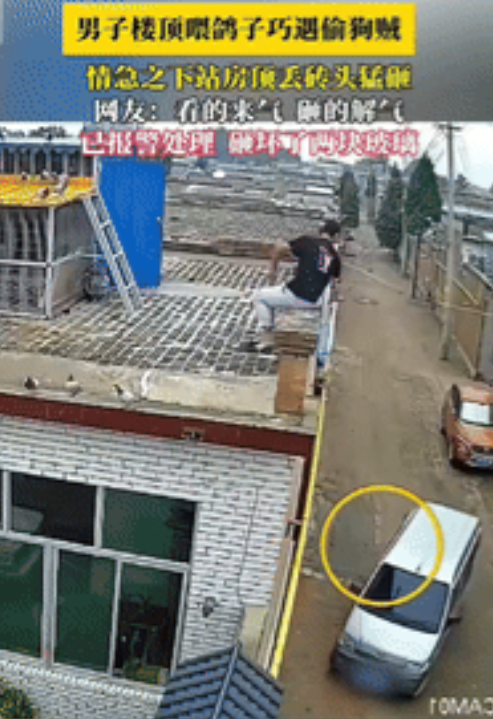 “太猖狂！”河北廊坊，一男子在顶楼喂鸽子时，碰巧撞见了偷狗贼。情急之下，他拿起砖