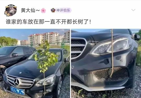 是树出了轨还是奔驰劈了腿🤔🤔🤔