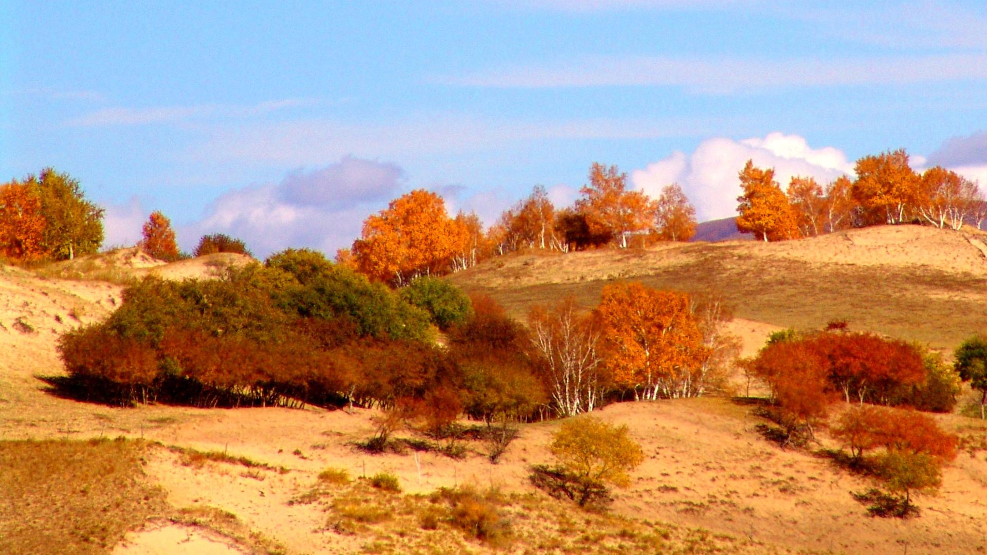 秋染坝上：一场金色的奔赴