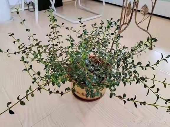 我家闺女买了一盆花回来，都养了整整一年啦，长得那叫一个四仰八叉，特别的占地方，可