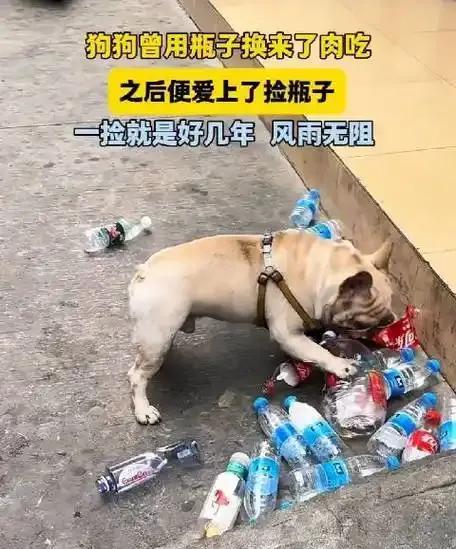 在广州，有一只网红狗因捡瓶子而走红。这只小狗的主人张先生表示，它每次出门散步都会