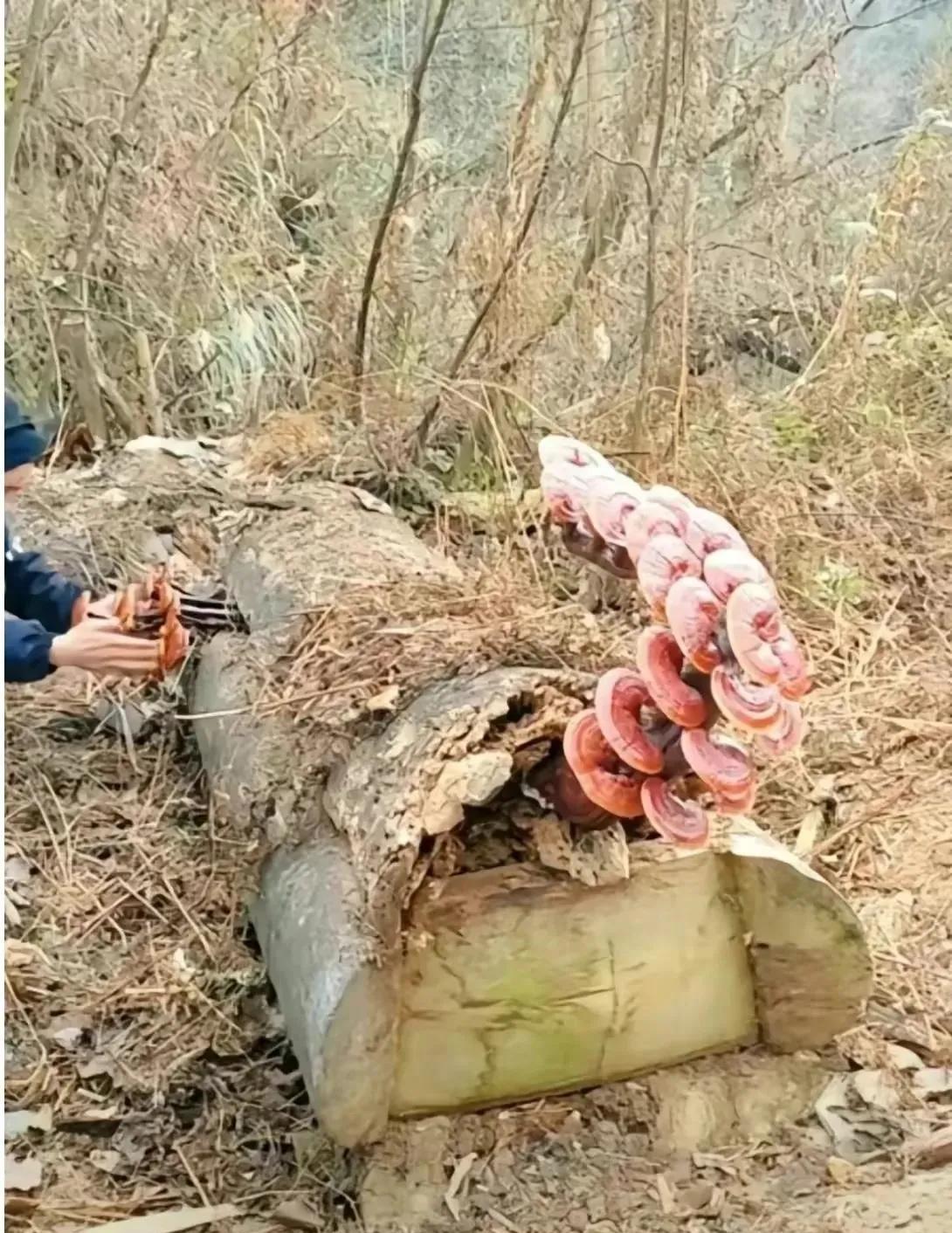 这个有什么不敢摘的，大伙有谁不敢摘的吗？