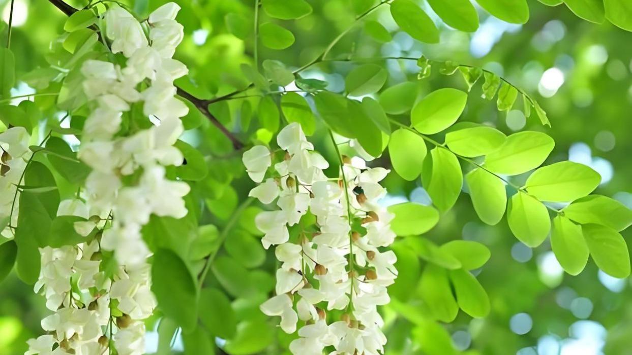 影响槐花花期的秘密：地理位置、气候条件和养护技巧缺一不可！
