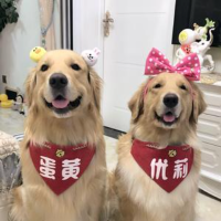 金毛蛋黄