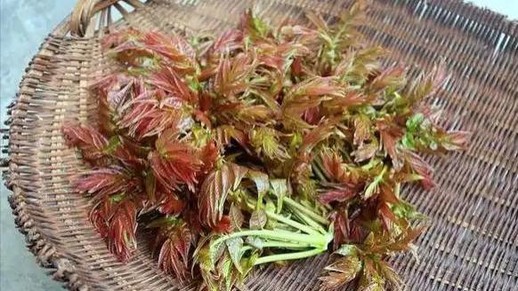 香椿再次成为关注对象！医生告诫：吃香椿时，一定要注意这4点