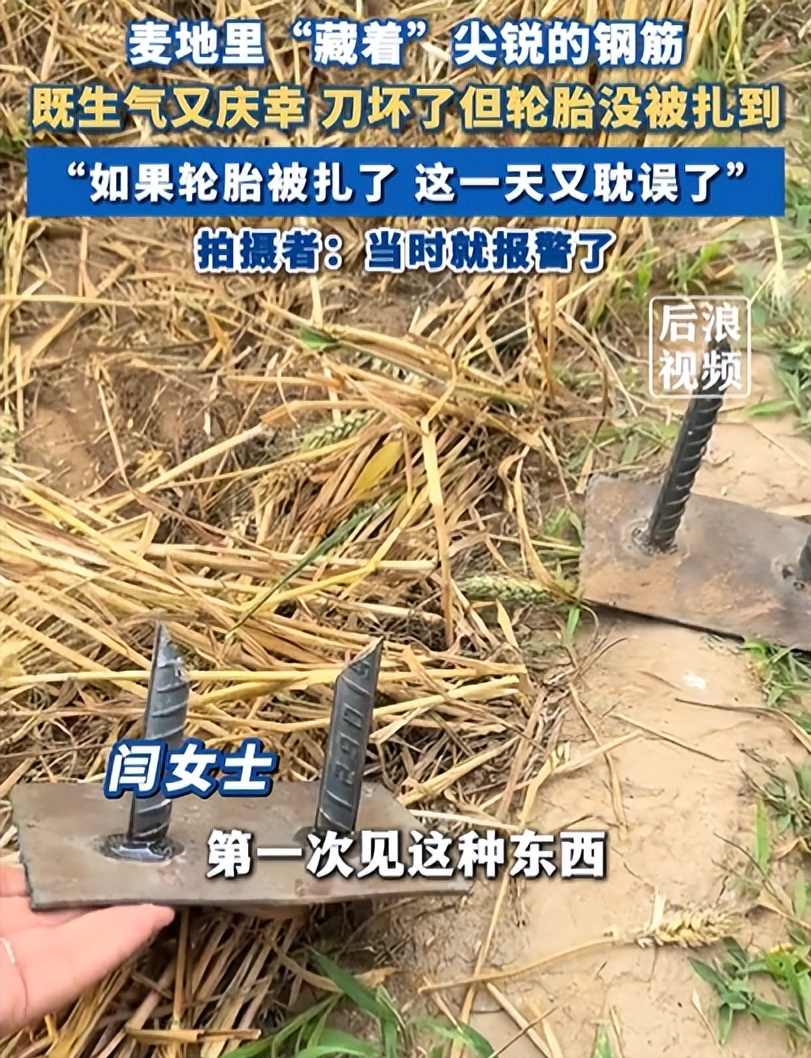 “真是缺德坏透了！”河北临漳，女子开收割机收麦，割到地中间时发现麦地里藏着尖锐的