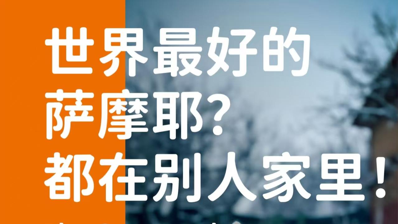 象乡宠物食品 | 世界最好的萨摩耶? 都在别人家里!