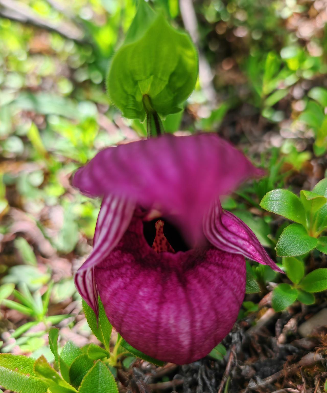 #晒图笔记大赛#
奇持的花
也是兰花的一种
生长高山之颠
