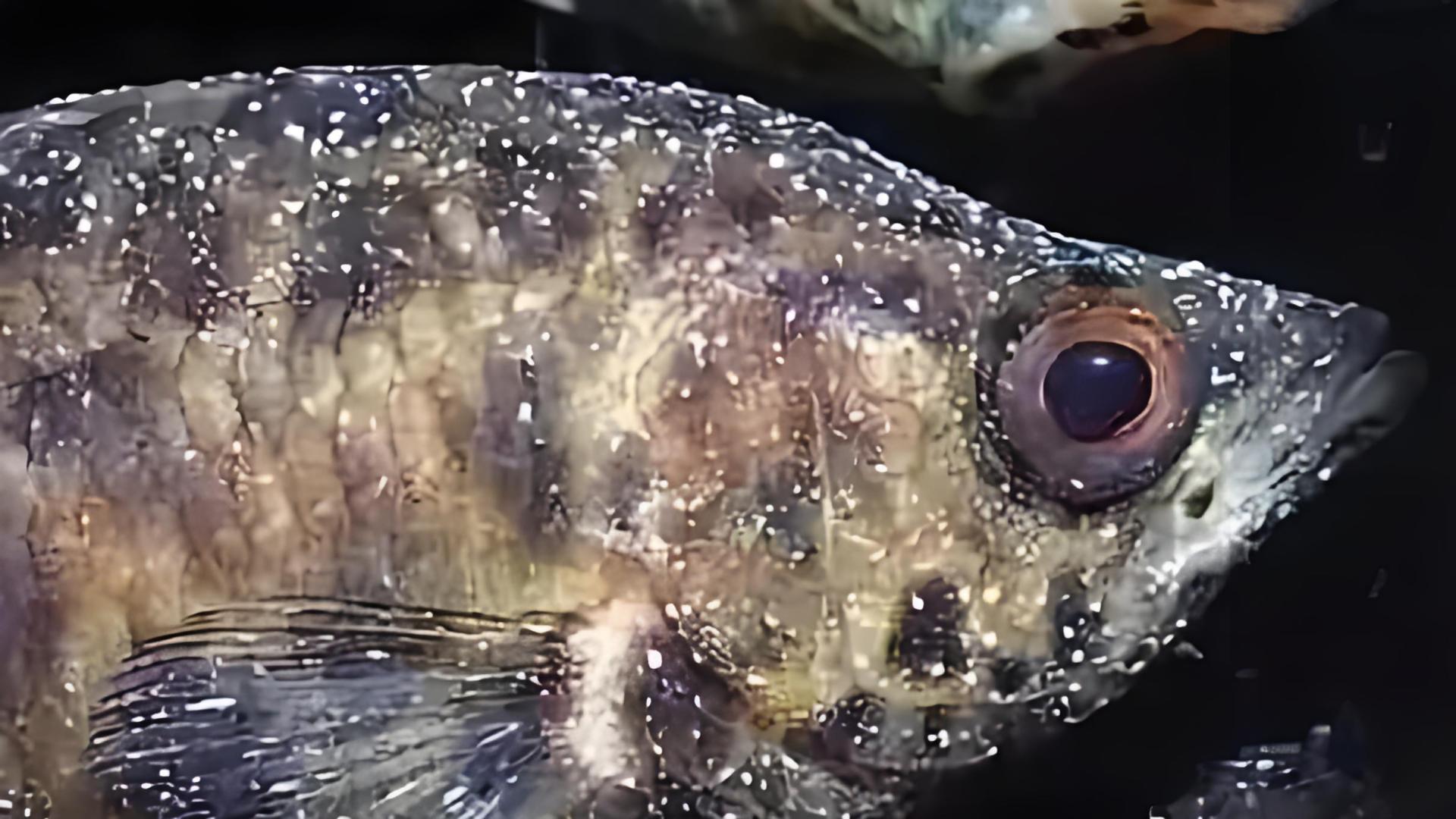 第05篇：小瓜虫又来了！冬季白点病防治实用手册