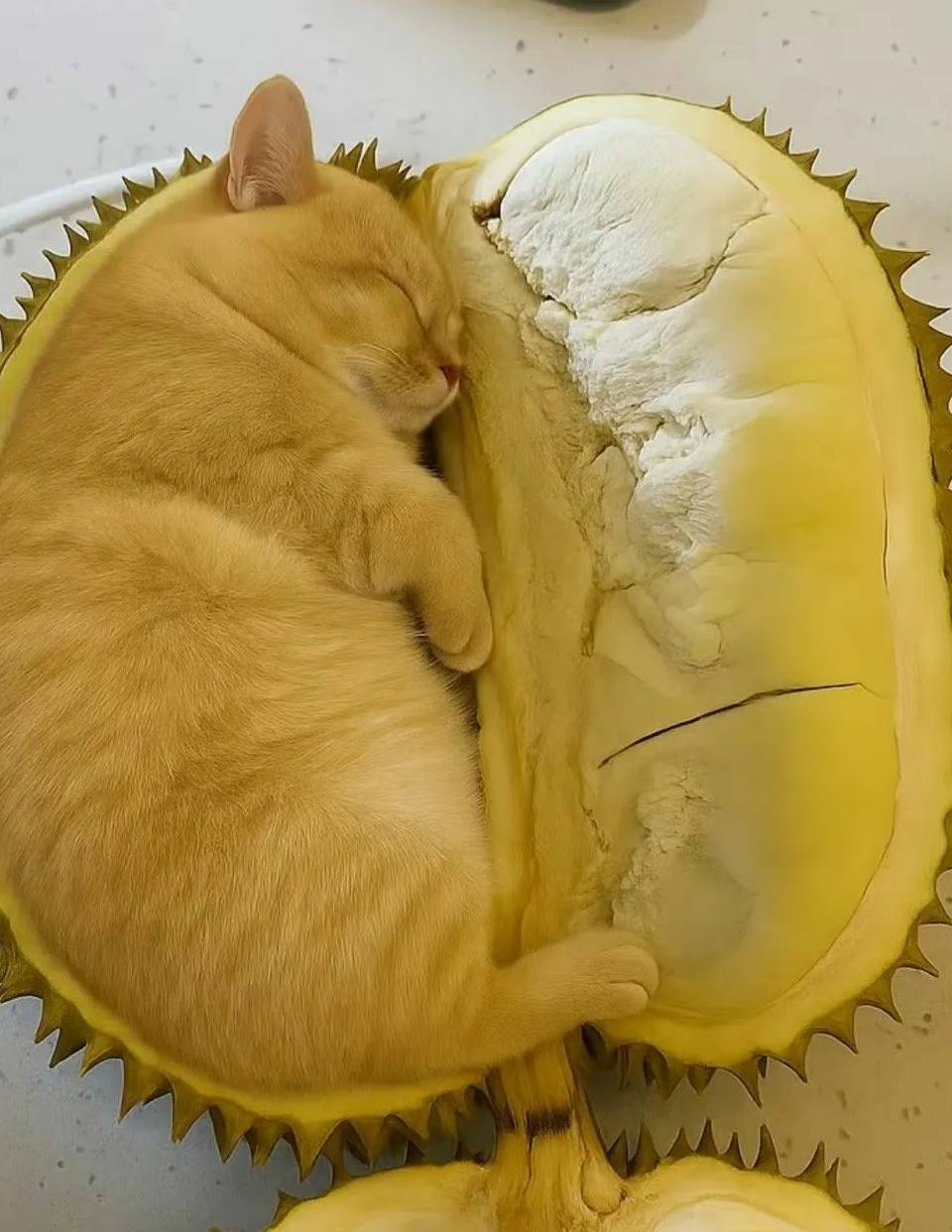 正宗的猫山王榴莲