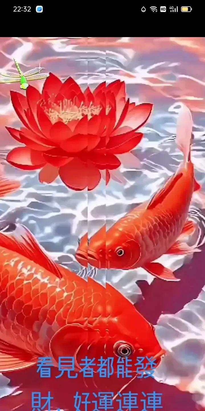 锦鲤戏莲花，好运连连来。