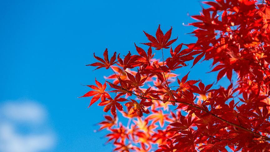 河北单招必考，计算机考前必背30条干货知识点！|题芽单招