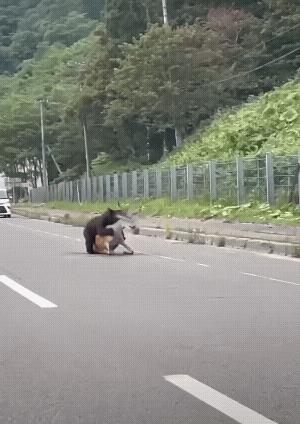 快开车按喇叭，把它吓走，帮帮小鹿吧！[祈祷]