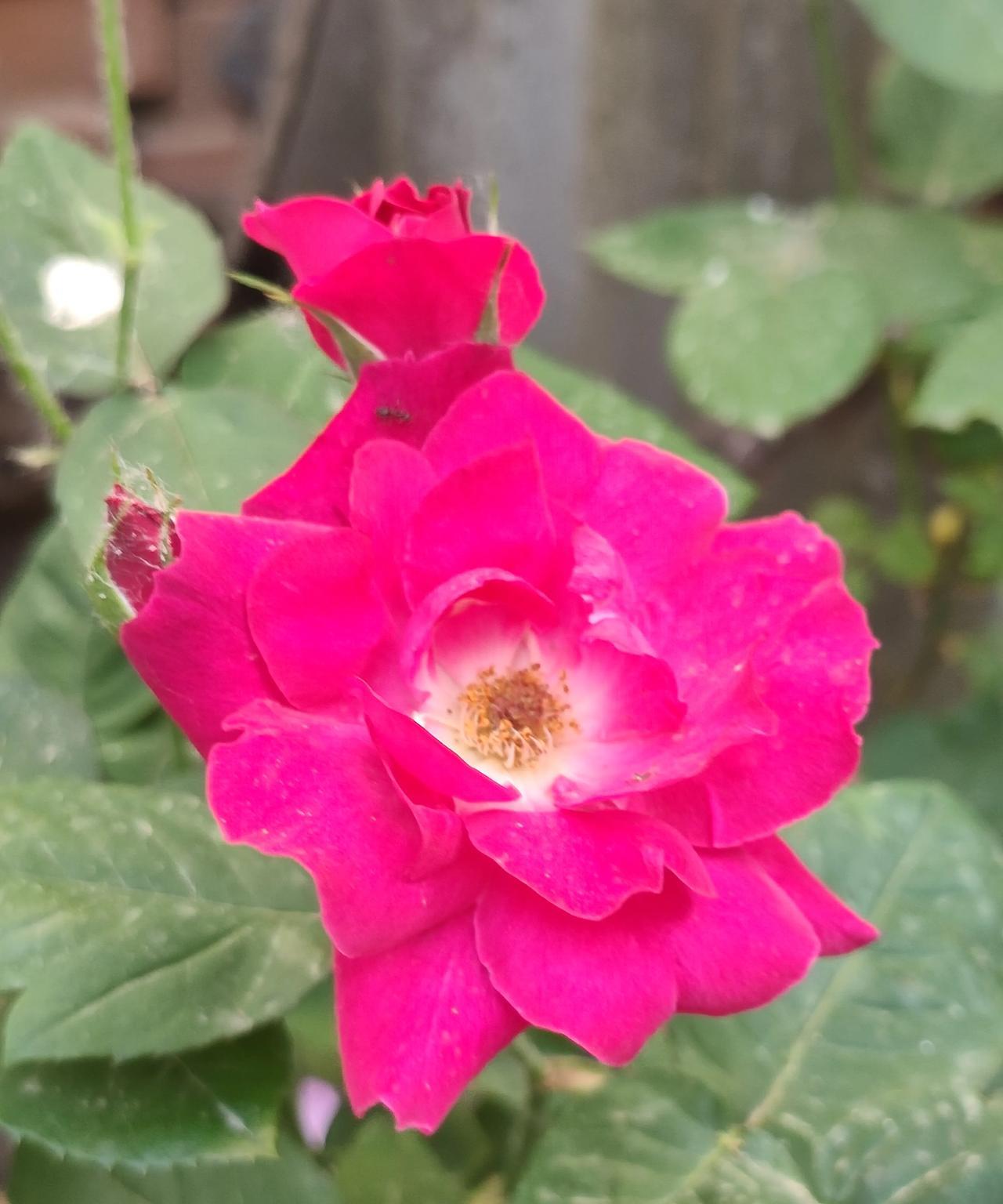 #晒一张你拍的花#随手分享，大家一同欣赏[比心]
