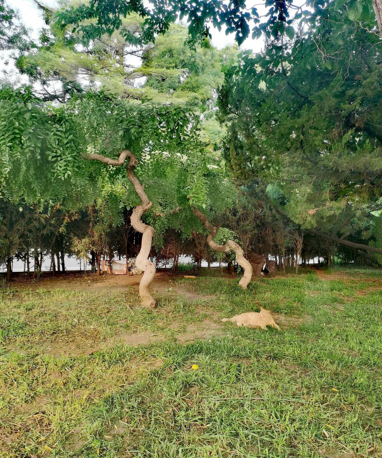 今天立秋，早晨刚睁开眼，我家大神可能是饿了，就跟说今天立秋，该贴秋膘了。
咱们应