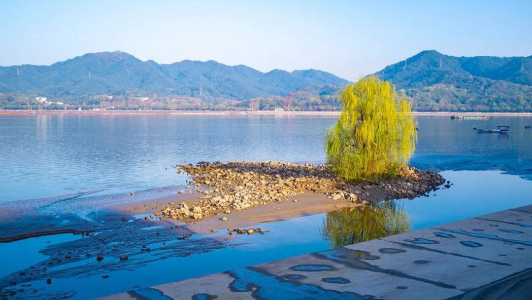 世上最孤独的树有千千万，但钱塘江里恐怕就这么一棵，还是垂柳