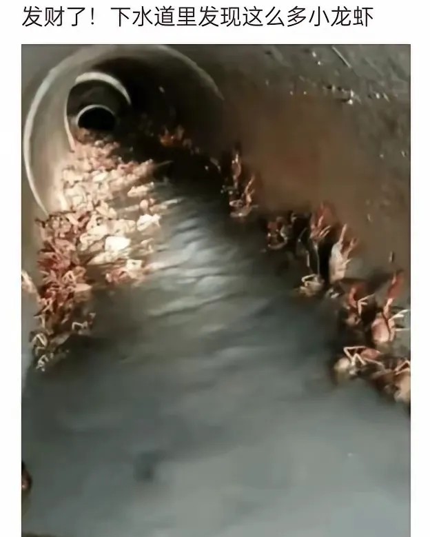 长这么大头一次知道,下水道里原来有这么多小龙虾,兄弟们，我是不是要发财了！