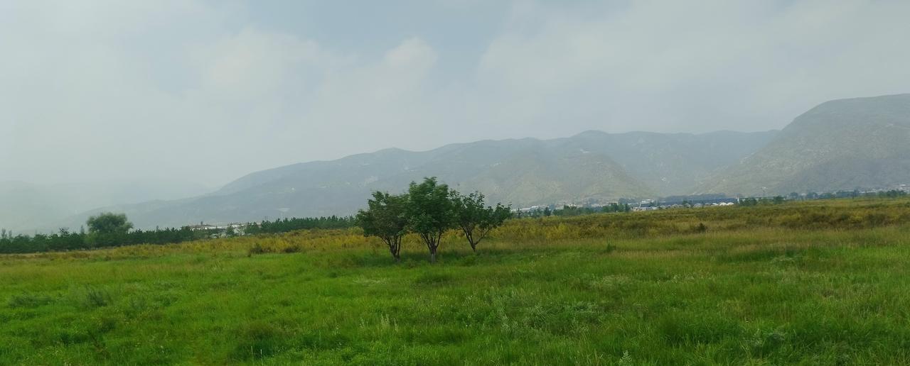 土蚂蚱，公路上都可见