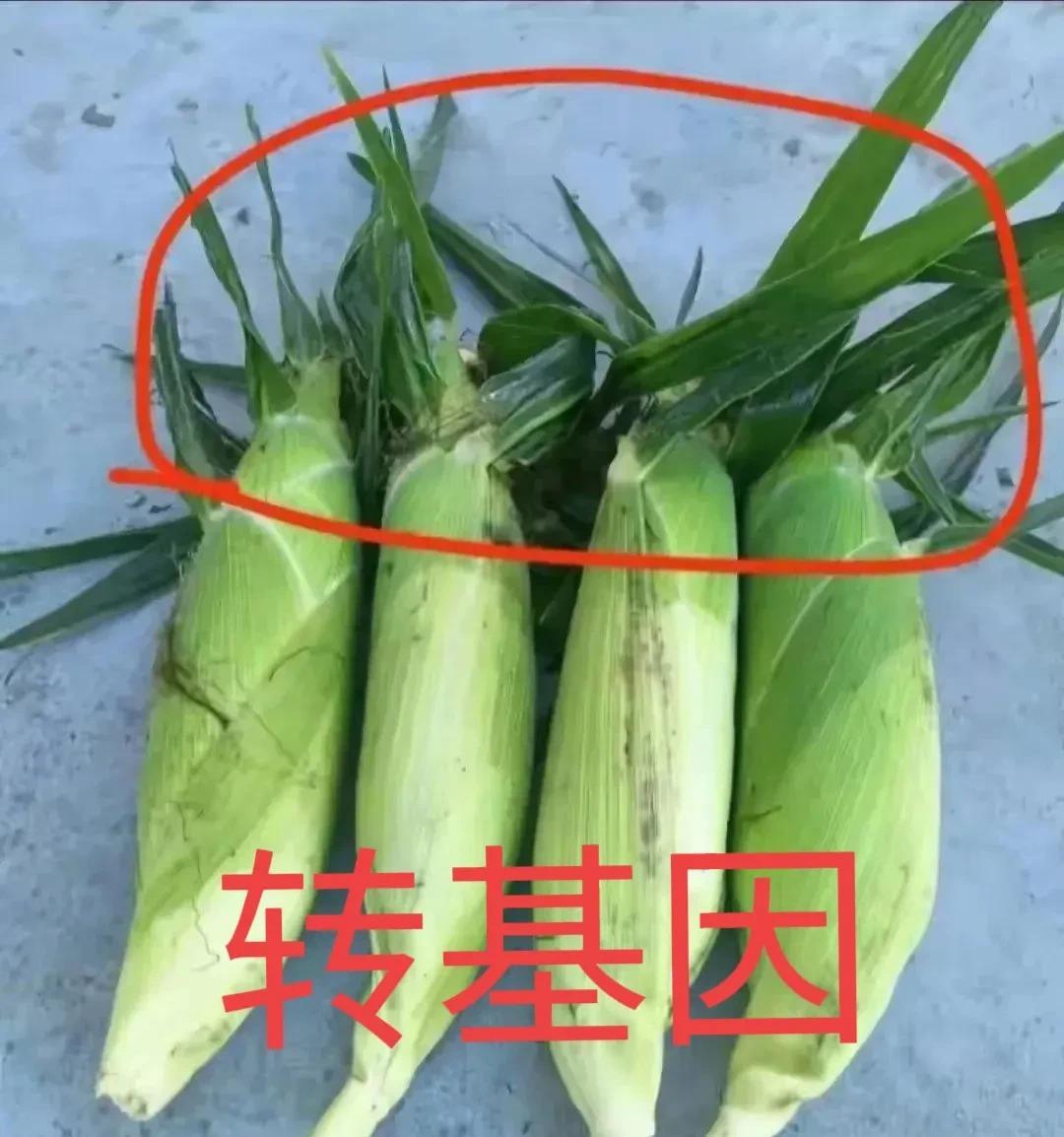吃货注意了！买玉米时可要看清了是不是转基因玉米。
今天老妈在村市场卖玉米回来，抱