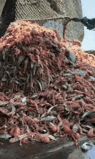 大海的馈赠。谢谢母亲。