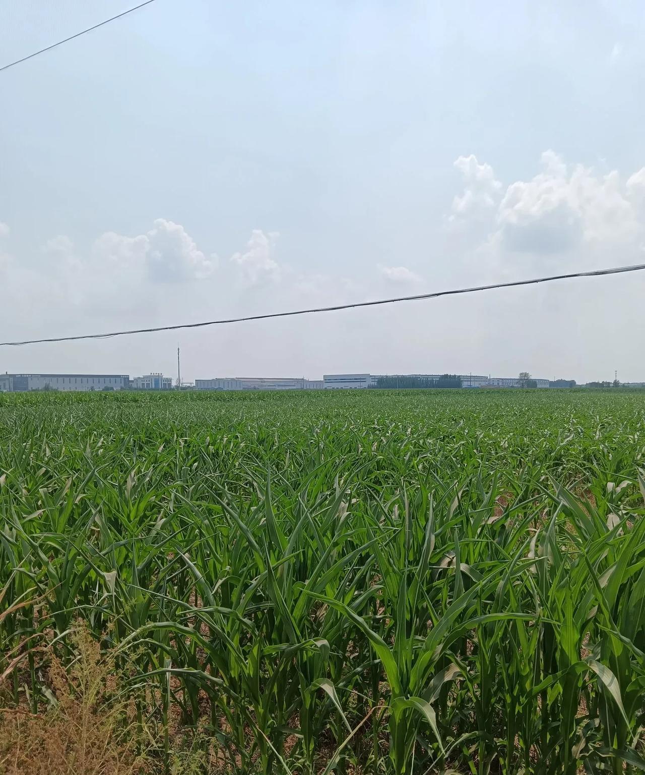 河北沧州泊头，因最近高温干旱造成玉米打卷儿 。
自从进入7月份以来下了有几次的雨