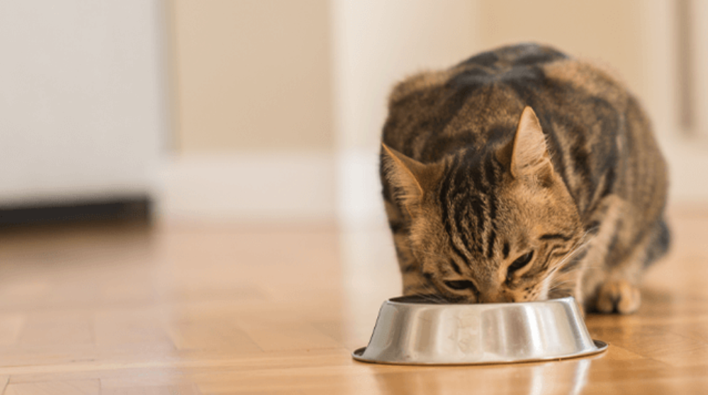 猫咪挑食怎么办？3招让小馋猫乖乖吃饭