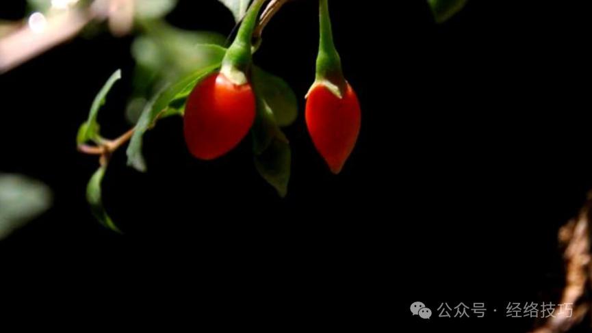 一个小果子，把它晒成干，从现在吃到冬至，益肝肾，眼睛如秋水般润泽