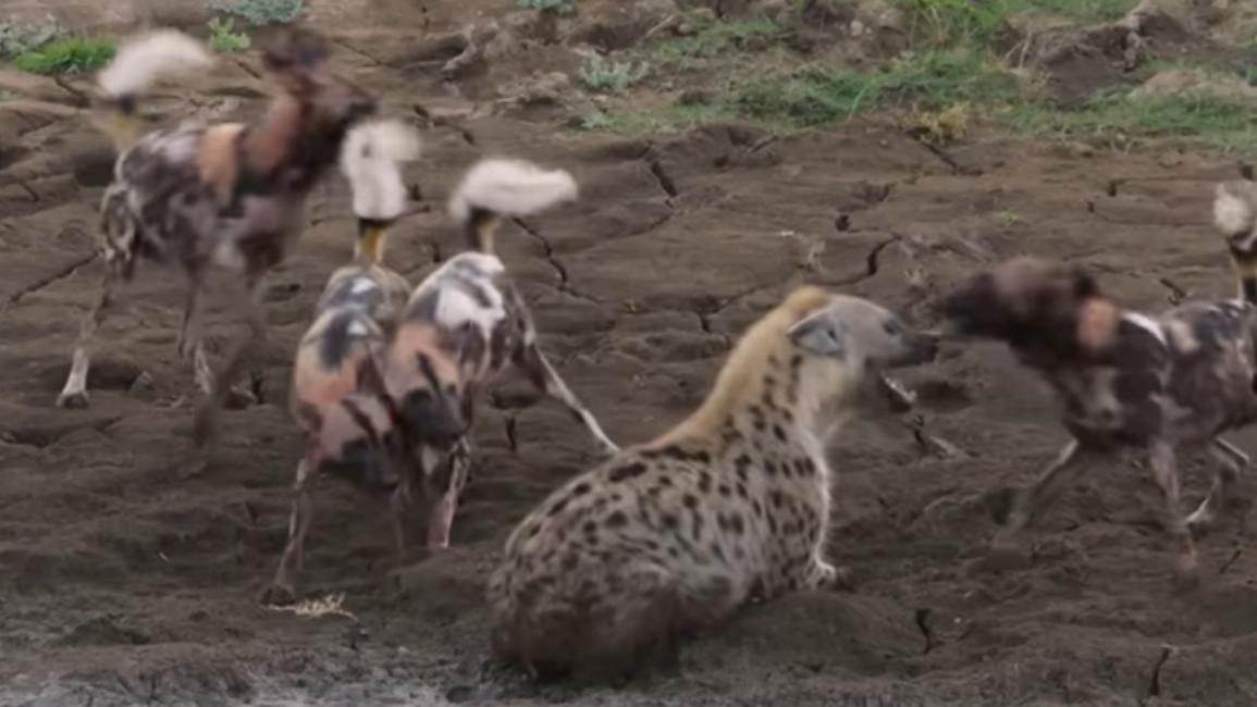 雄狮救下斑鬣狗！面对猎物，三种食肉动物上演精彩大戏