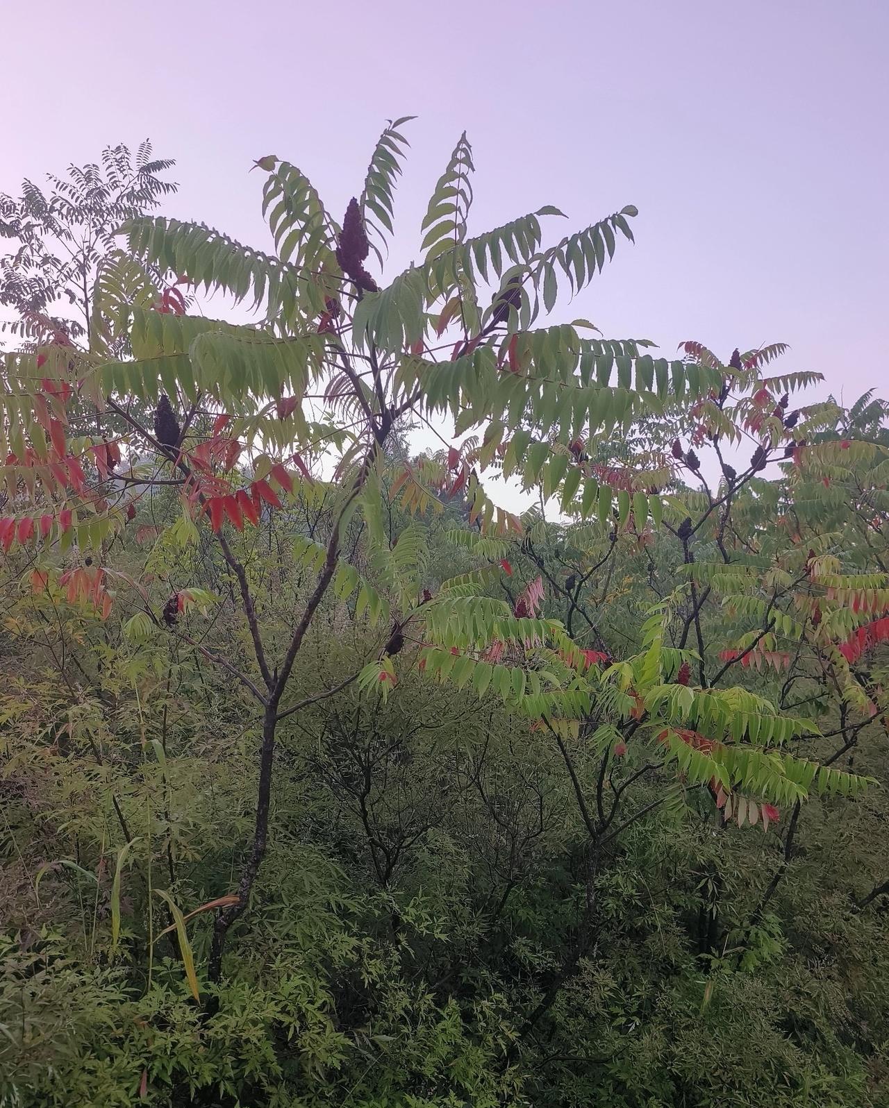 今天到山上溜达，发现秋意已经很浓了，由于温度比较低，在山上溜达的人，多数人都穿上