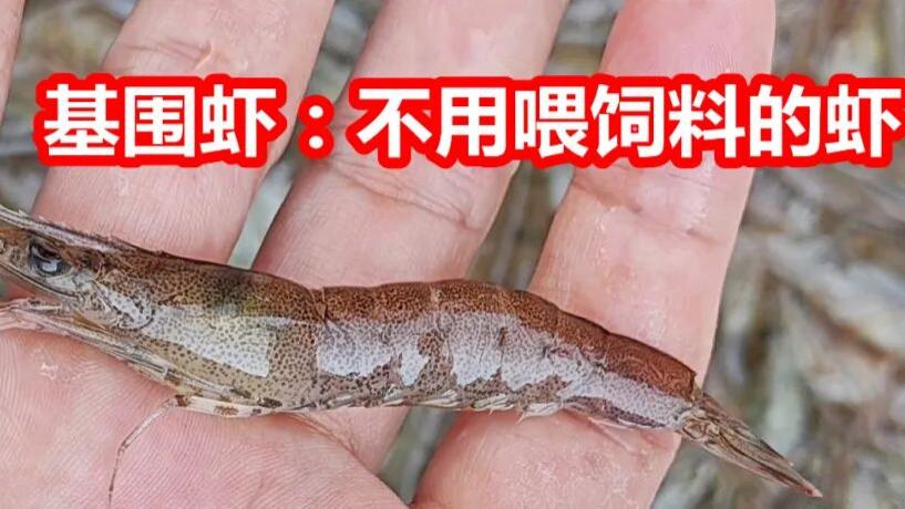 基围虾，不喂饲料的养殖海虾，现已不存