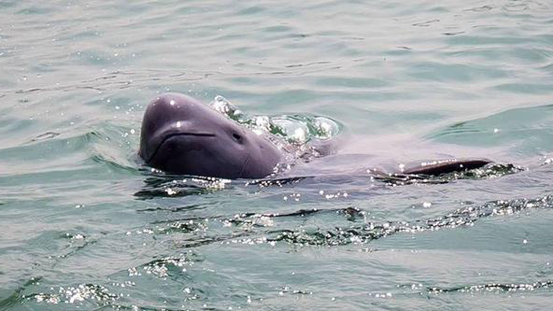 长江十年禁渔，江豚携幼崽归来：15头江豚捕鱼，鱼群多到染黑水面