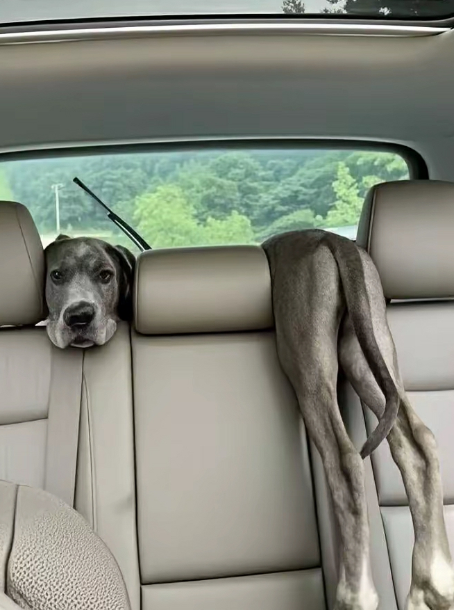 谁家的狗这样坐车