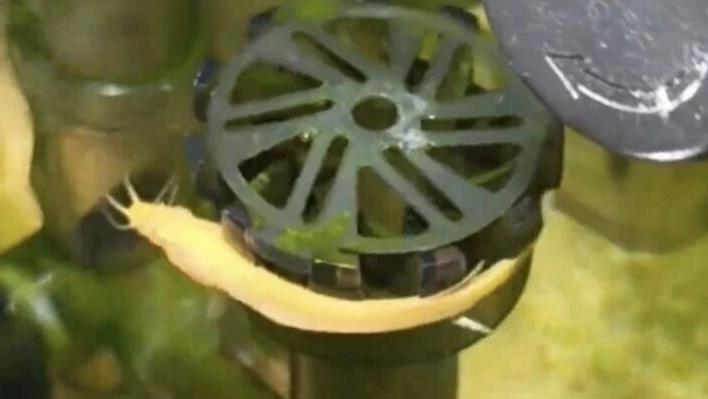 第一次见到泥鳅卡在出水口，以为已经挂了，结果怎么也想不到！