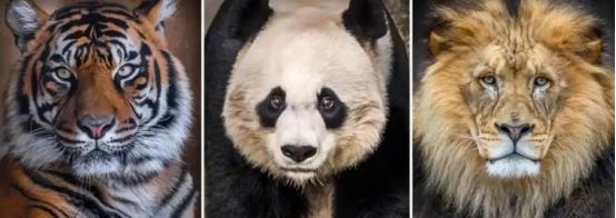 四川曾有老虎，为什么大熊猫没有被吃灭绝呢？一位80岁的退休护林员说：80%的人不