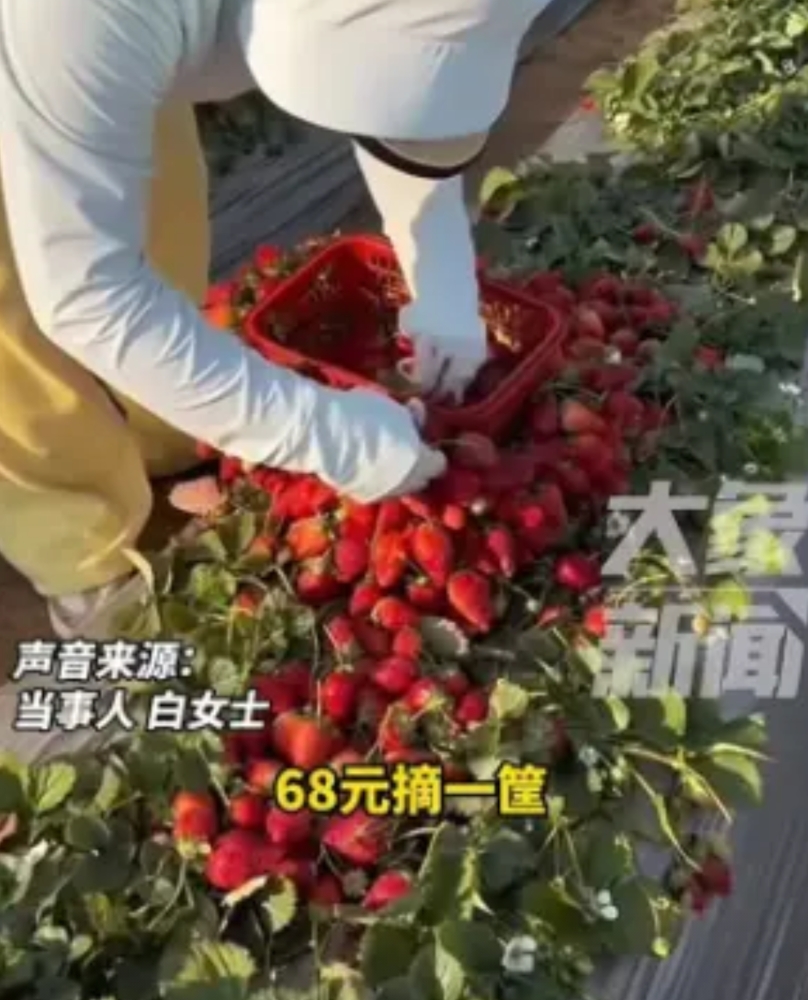 云南石屏，草莓园老板为了多卖些草莓，推出68元一筐随便装，装多少拿多少，不怕亏本