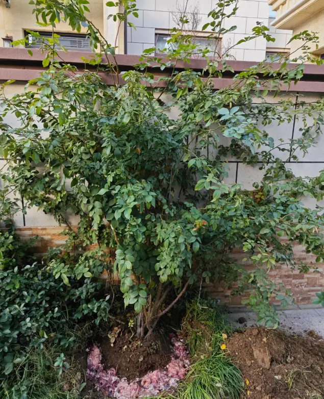 月季埋冬肥，主打随意，埋死鸡，埋火腿肠，埋鱼，太丰富了！