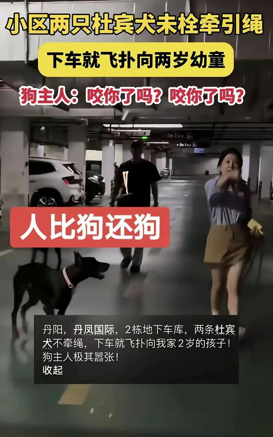 #两只杜宾犬没拴绳引激烈争吵#
“狗咬你了吗！狗咬你了吗”，人仗狗势！
丹阳杜宾