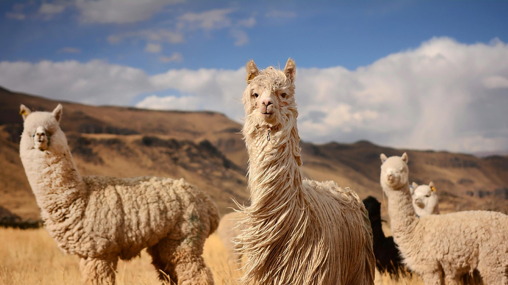 羊驼源纳米抗体（VHH）的发现与制备技术