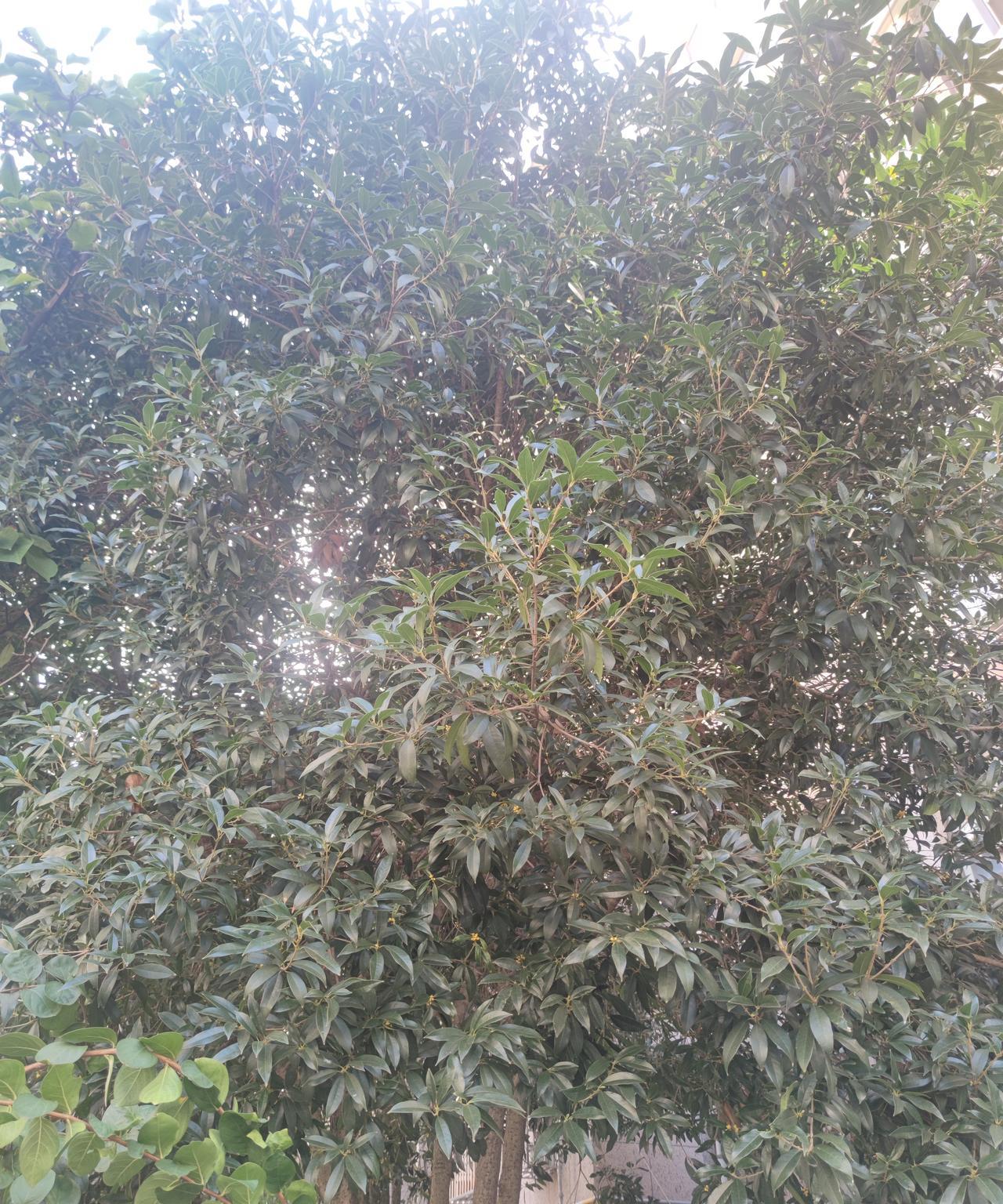 一早去楼下取快递，
最近几天闻到的花香源头，
被我无意中的抬头发现了！
原来是小