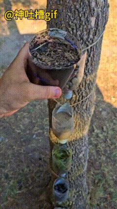 野外，怎么才能喝到干净的水？在树上绑上五个剪断的矿泉水瓶子，里面放入沙子，从最上