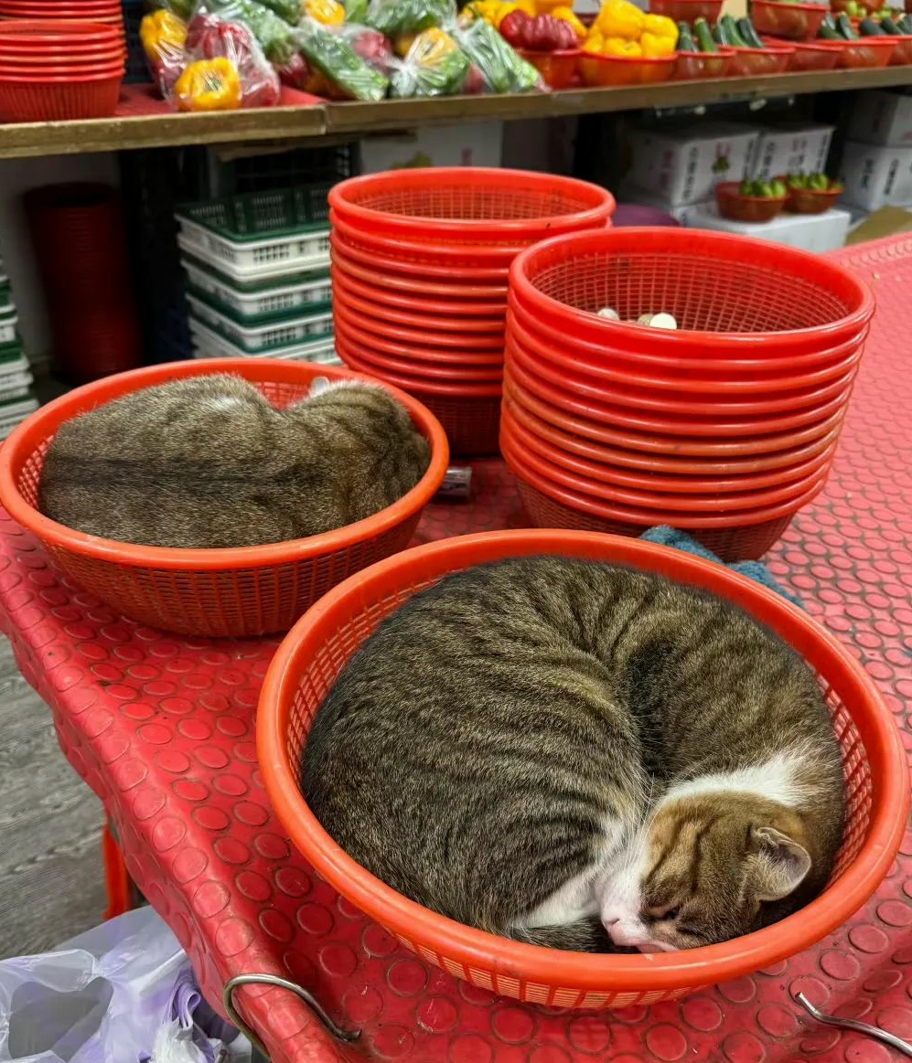 老板 这猫多少钱一碗