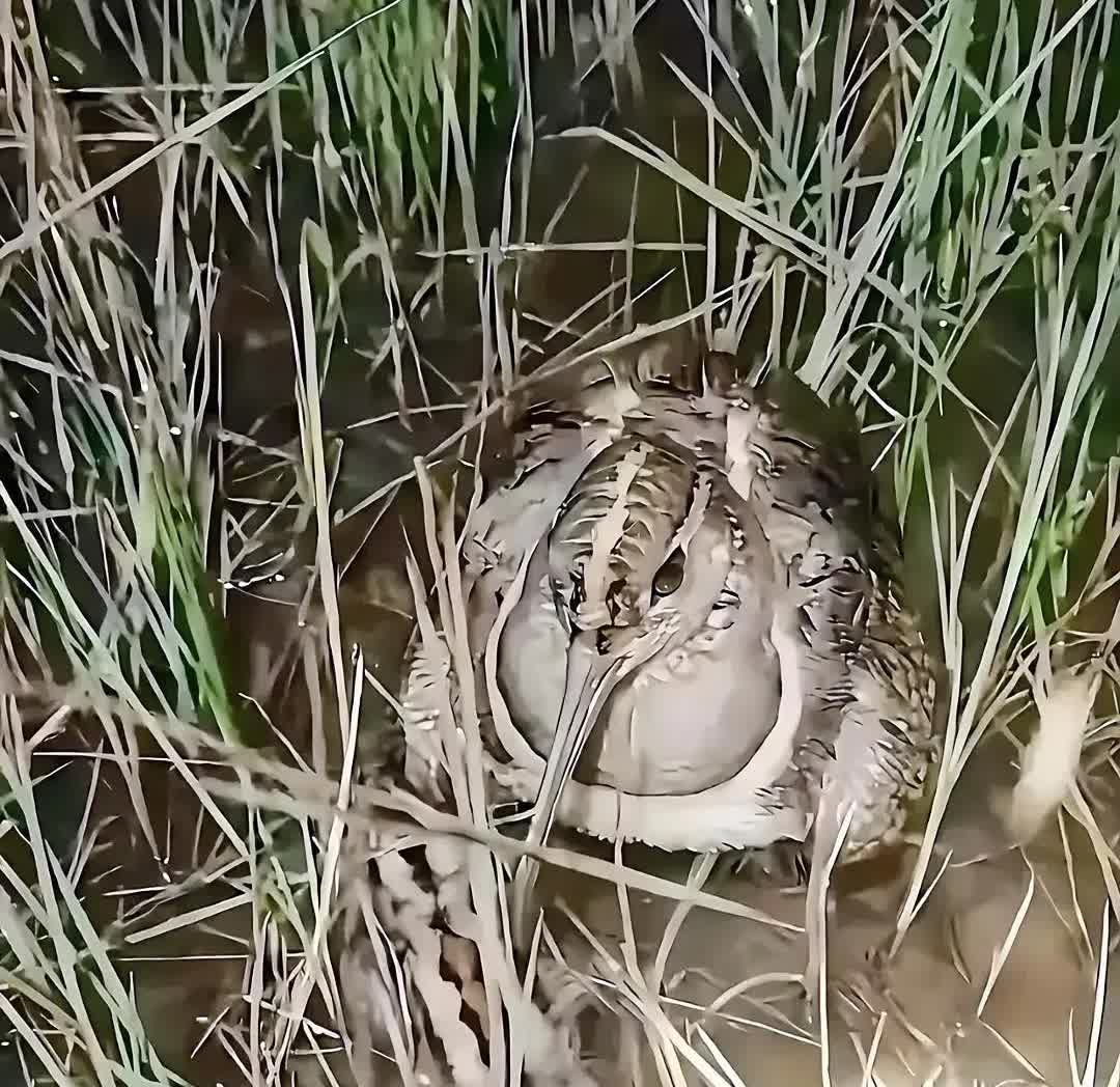 夜里在河边钓鱼，猛地一回头，被这玩意儿狠狠吓一跳！有没有人认识？这到底是鸭子还是