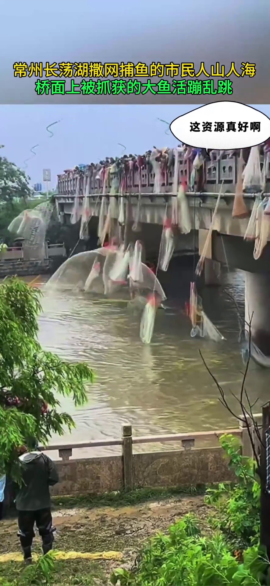 常州长荡湖撒网捕鱼的市民人山人海 桥面上满地都是被抓获的大鱼
