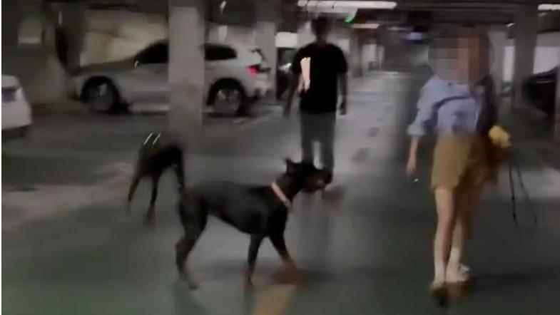 杜宾犬女主人叫嚣“咬你了吗”后续：禁养犬，警方已介入排查