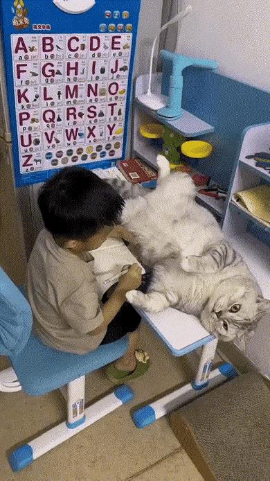 家里的肥猫和小主人的关系好的不得了，肥猫想要小主人多点时间陪它玩，可是好不容易盼