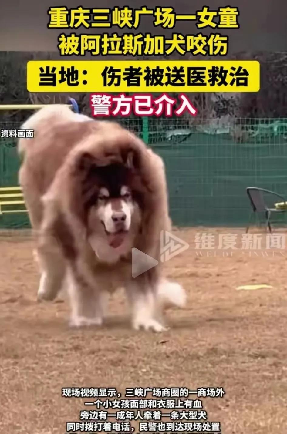 #头号创作者激励计划# 又见大型烈性犬伤人，真的让人气愤不已。重庆三峡广场，一头